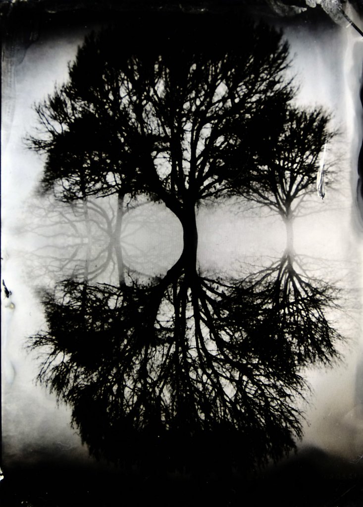 2016-07-Collodion-Tree-Project-Benjamin-couradette-009.jpg