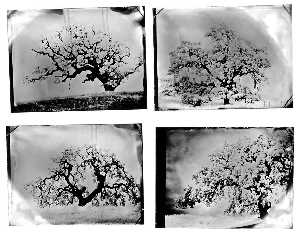 2016-07-Collodion-Tree-Project-Benjamin-couradette-014.jpg